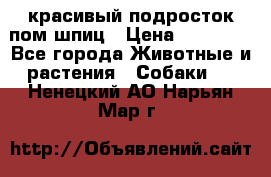 красивый подросток пом шпиц › Цена ­ 30 000 - Все города Животные и растения » Собаки   . Ненецкий АО,Нарьян-Мар г.